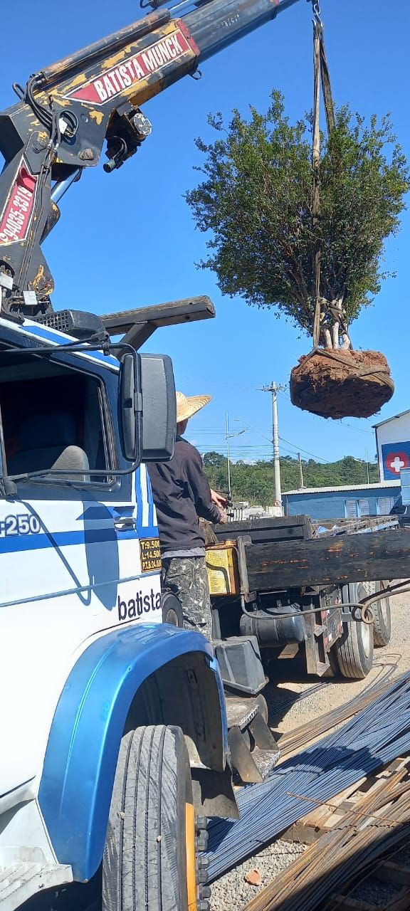 Guindaste Batista Munck içando árvore de grande porte com raiz